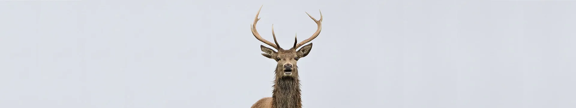 The Hunting Act